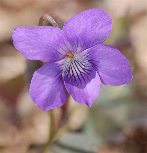 Filealpine Violet Viola Labradorica Flower Closeup 1456px