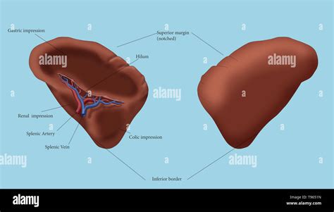 Illustration Of The Spleen With Various Parts Labeled Stock Photo Alamy