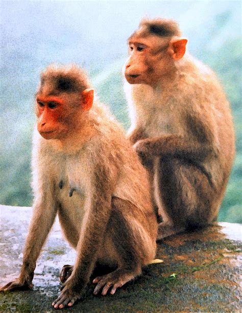 Two Monkeys Photograph By Santosh Pednekar