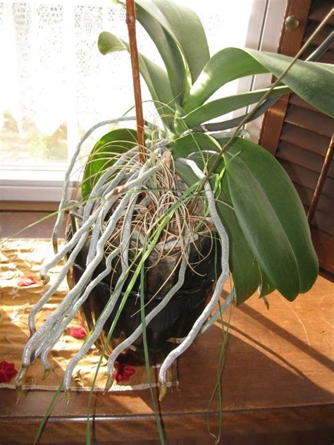 Cacti and succulents thrive better in soil that drains easily and doesn't retain a lot of water. What should I do with my orchids? Should I transplant to a ...