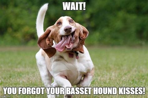 The 35 Funniest Basset Hound Memes Of All Time The Paws