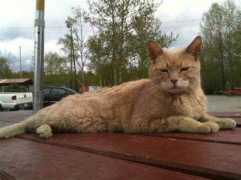 Cat Mayor Of Alaskan Town Dies After 20 Years In Office