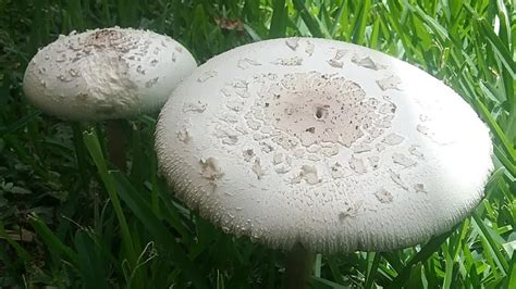 They are often placed in the city. White Mushrooms In My Yard - YouTube