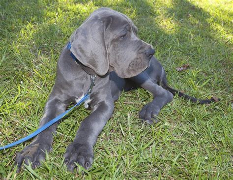 Great danes bond closely with their owners and. 8 Different Great Dane Colors and Patterns With Amazing ...