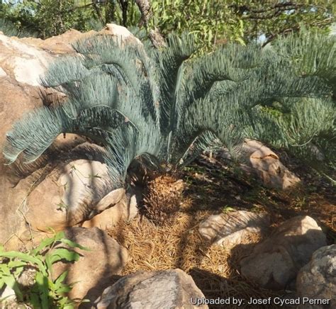 Cycas Cairnsiana