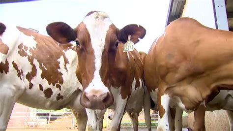Heat Wave Stresses Dairy Cows Youtube