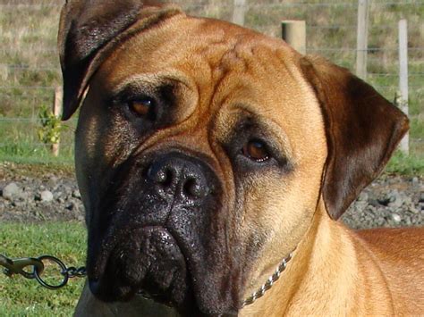 See bullmastiff pictures, explore breed traits and characteristics. Bullmastiff - Dogs breeds (Molosoides) | Pets