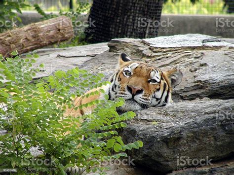Tired Tiger Stock Photo Download Image Now Animals In Captivity