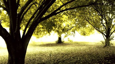 Cool Tree Backgrounds 82 Images