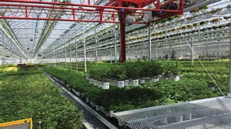 12 Reasons Automation Can Work For Any Greenhouse Grower Greenhouse