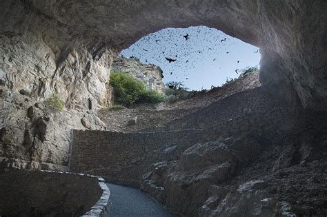 Bats In Flight Carlsbad Caverns National Park National Parks Traveler