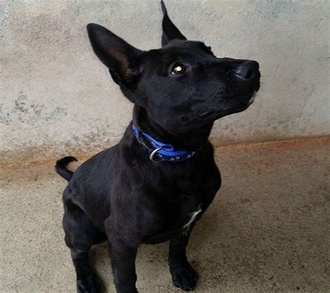 Black dog with white chest and pointy ears. A last adoption to finish the week. - Dog Rescue Carcassonne