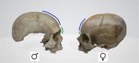 How Can A Skull Identify Gender