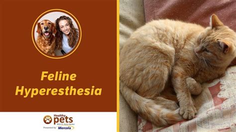 The condition is also known as psychomotor epilepsy and it's a strange disorder that results in cats licking or biting certain areas of their bodies, namely their backs, tails and legs making the. Dr. Becker on Feline Hyperesthesia