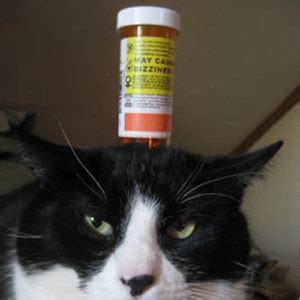 The doctors 76.556 views3 year ago. 9 Things You Throw Away That Make Great Cat Toys ...