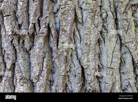 Closeup Detail Of Tree Bark Surface Rough Wood Texture Poplar Tree