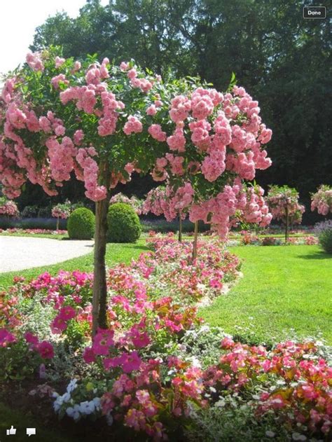 French Rose Tree ~ Stunning Nature