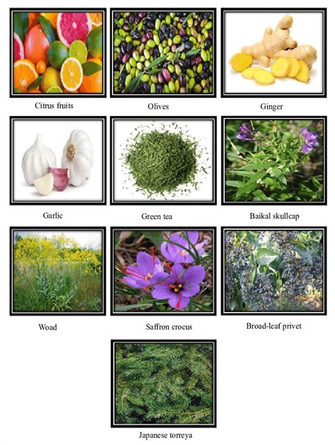 Some Common Medicinal Plants And Fruits Download Scientific Diagram