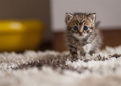 Hd wallpapers and background images. Cute Cat Wallpapers As Dp - Wallpaper Cave