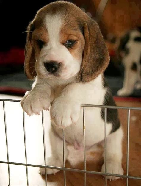 Little Beagle Beagle Puppies Cute Animals Baby Animals Baby Beagle