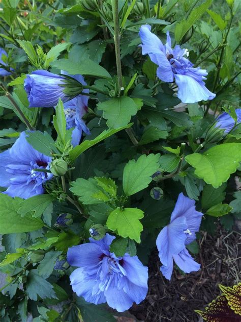 Department of agriculture plant hardiness zones 5 through 9. Photo of the entire plant of Rose Of Sharon (Hibiscus ...