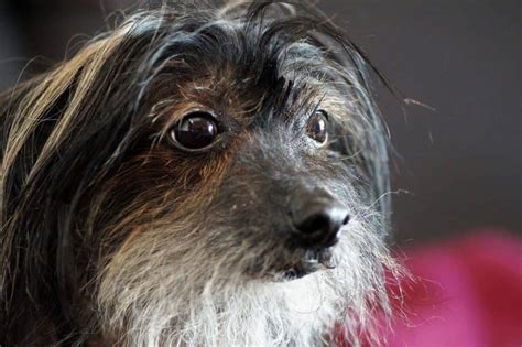 13 Amazing Facts You Didnt Know About Chinese Crested Dogs Our Dog