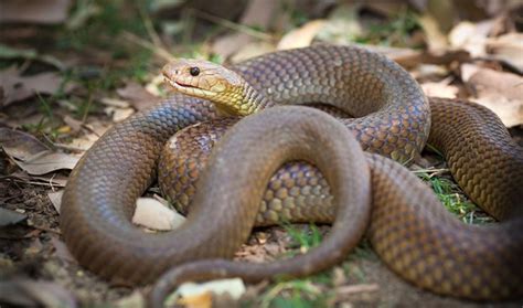 Mulga Snake Australian Geographic