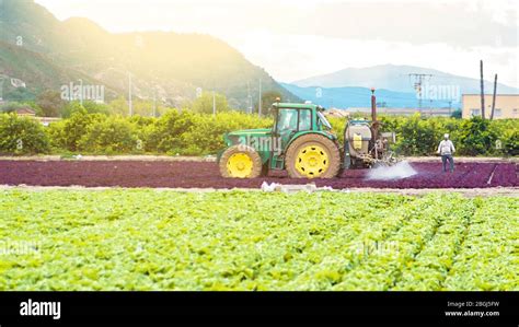 Tractor Spraying Pesticide Pesticides Or Insecticide Spray On Lettuce Or Iceberg Field At