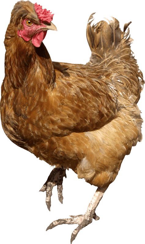 Collection of PNG HD Of Chickens. | PlusPNG
