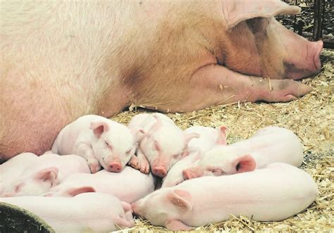 Weaning Piglets At Older Age May Pay Off In Longer Term The Western