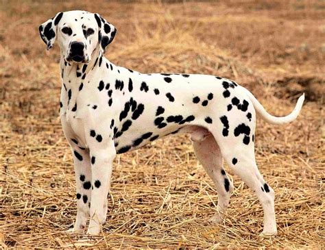 Most Famous Dogs Worlds 10 Most Aggressive Dog Breeds