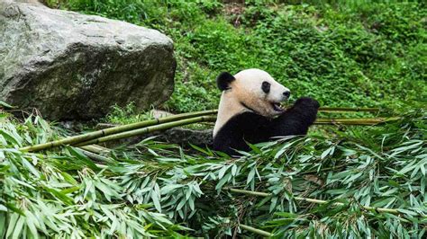 Live A Virtual Encounter With The Giant Pandas Ep 2 Youtube