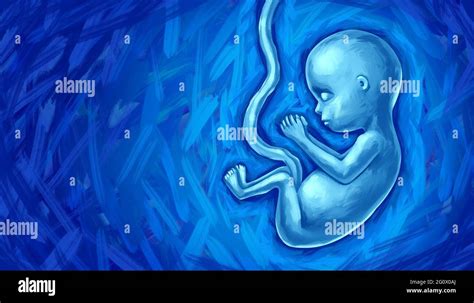 Fetal Development And The Unborn Baby Concept As A Human Fetus Or A