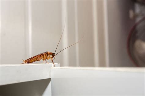 1 offene stellen bei plunkett's pest control mit bewertungen, erfahrungsberichten und gehältern, anonym von plunkett's pest control mitarbeitern gepostet. 4 Signs of a Cockroach Invasion | Plunkett's Pest Control ...