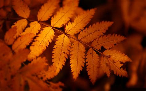 🔥 41 Autumn Leaves Wallpaper Hd Wallpapersafari