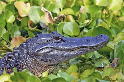 American Alligators Are 6 Million Years Older Than Previously Believed