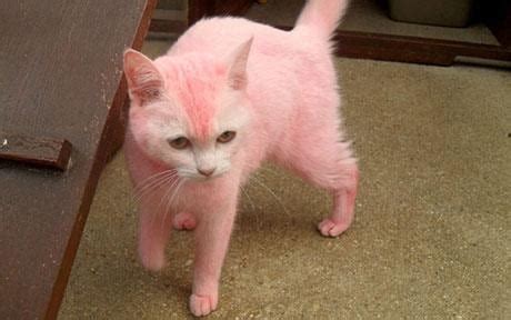 Laundry fabric softeners will do the same trick. Pink cat mystery solved: owner dyed it to match her hair