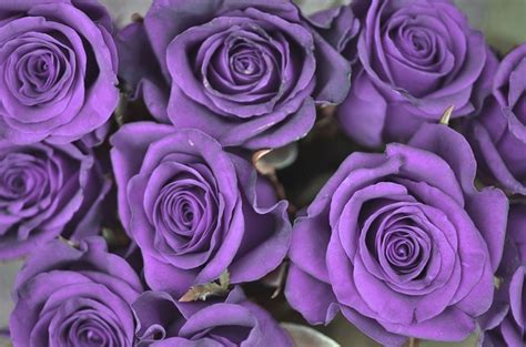 Purple Rose Flower Meaning And Symbolism