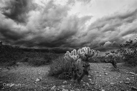 Affordable and search from millions of royalty free images, photos and vectors. Cholla Desert Storm