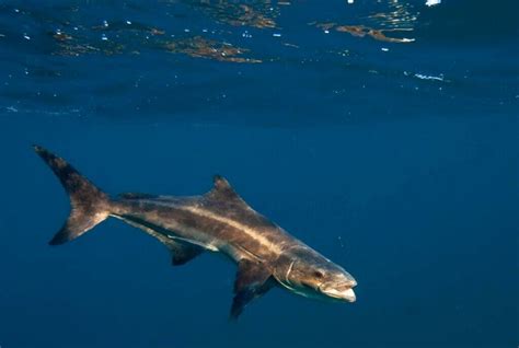 Scotts Species Cobia An Enigmatic And Powerful Sportfish Recfishwest