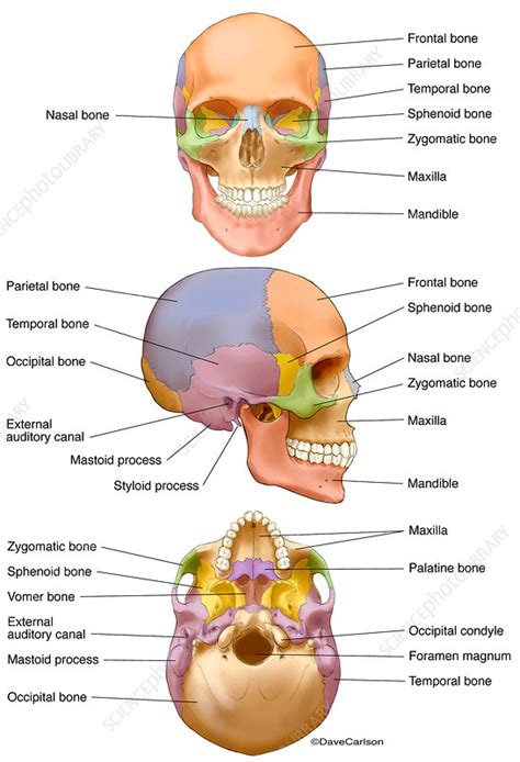 Human Skull Labelled Illustration Stock Image C0434880