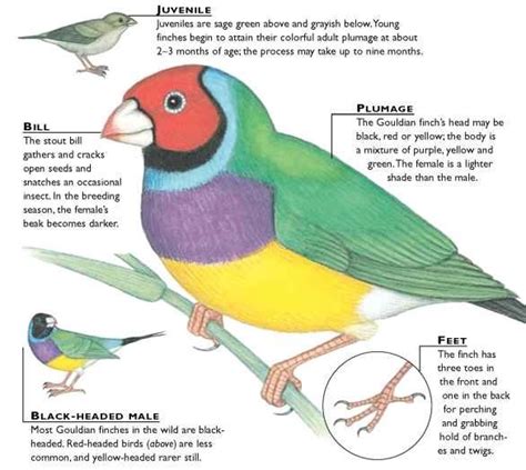 Gouldian Finch Birds