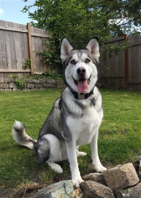 The maltese mix is not a purebred dog. Great dane alaskan malamute mix | Dogs, breeds and ...