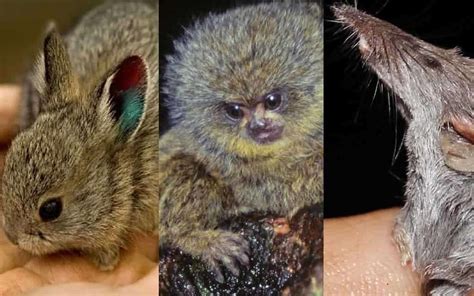 Worlds Top 10 Most Smallest Animals Ever With All Details
