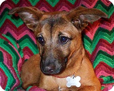 , dash hound, miniature dachshund breeders middle tennessee, dachshund puppies in tennessee. Harper Lee | Adopted Puppy | Memphis, TN | Corgi/Dachshund Mix