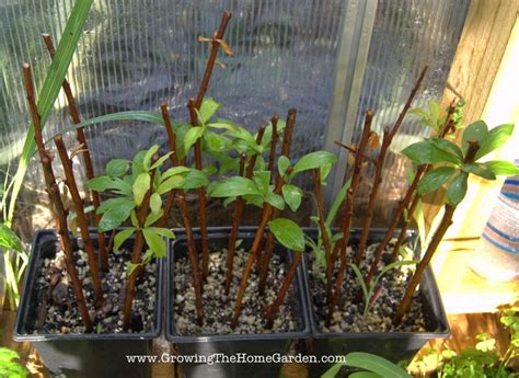 Propagating Plum Trees From Hardwood Cuttings Growing The Home Garden