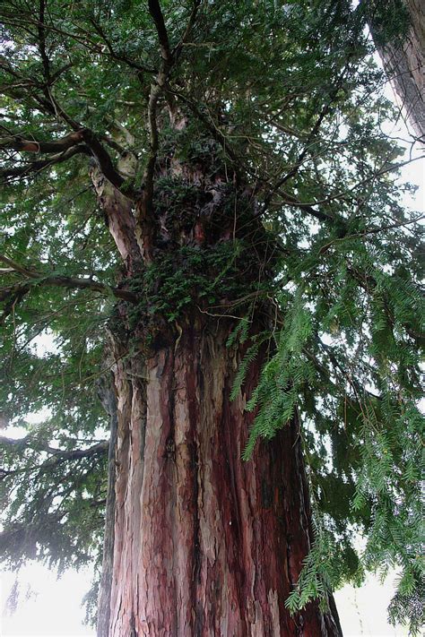 Oldest Trees Najstarsze Drzewa Imiona Drzew Tree Names
