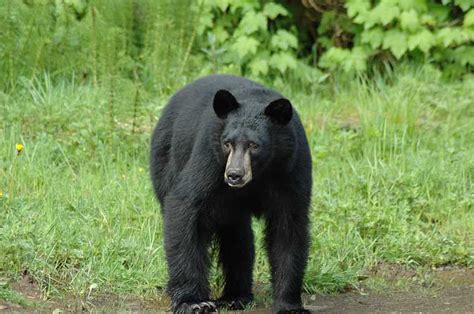 How To Bear It During Black Bear Season