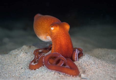 Octopus Animated