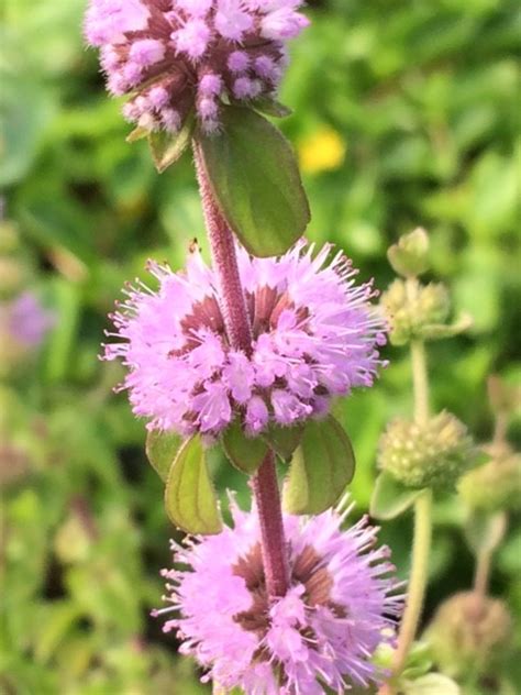 Pennyroyal Plants Mentha Pulegium Buy Online Landlife Wildflower